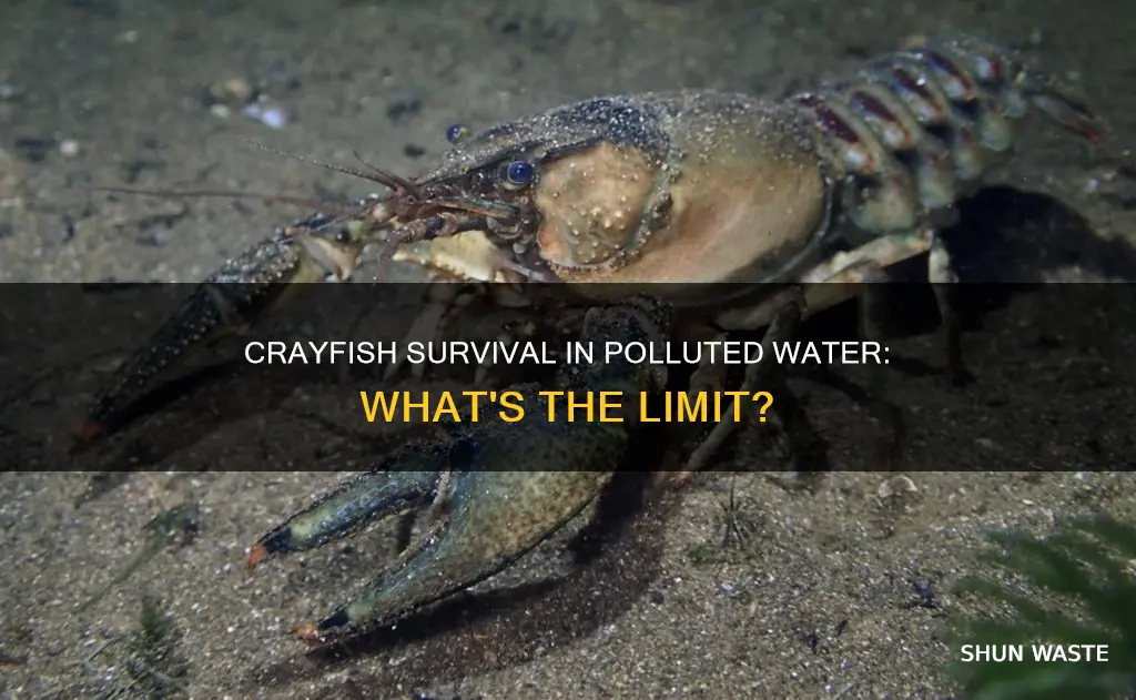 can crayfish live in polluted water