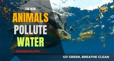 How Dead Animals Pollute Water Sources