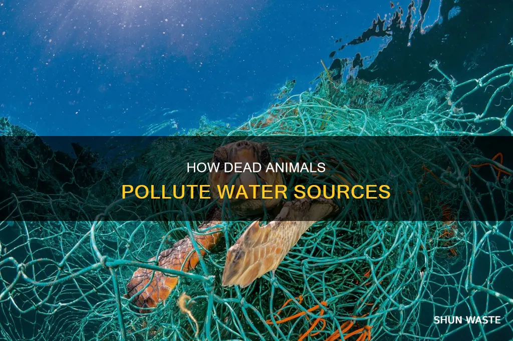 can dead animals pollute water