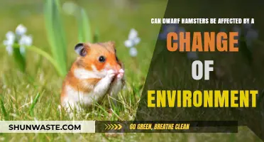 Environmental Changes: Impact on Dwarf Hamsters' Health and Behavior