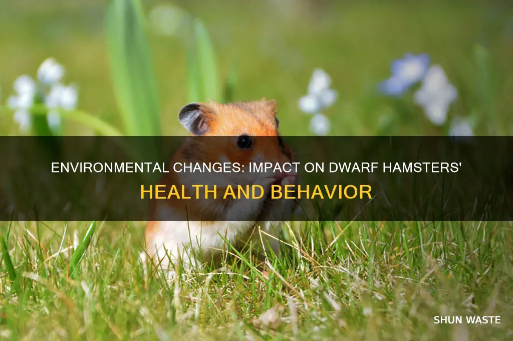 can dwarf hamsters be affected by a change of environment