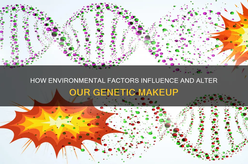 can environment affect genetic makeup