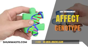 How Environmental Factors Shape and Influence Genetic Expression in Organisms