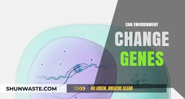 How Environmental Factors Influence Genetic Expression and Evolution
