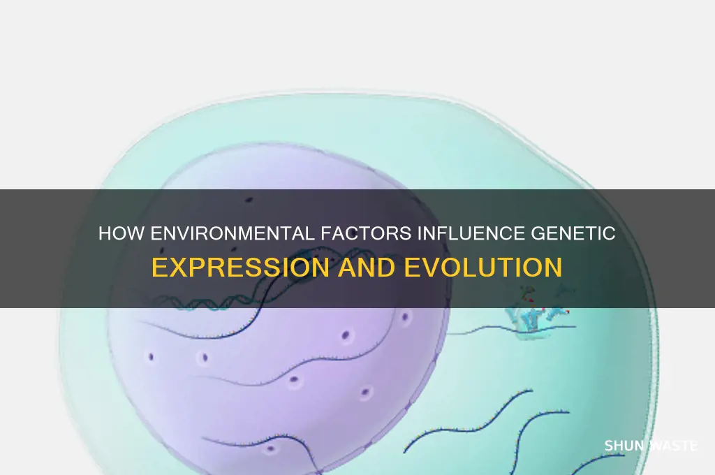 can environment change genes