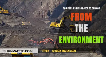 Environmental Factors: How Do They Alter Fossils Over Time?