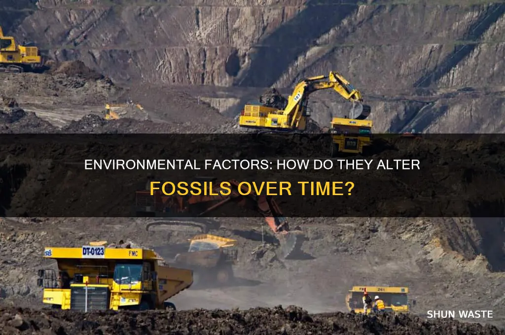 can fossils be subject to change from the environment