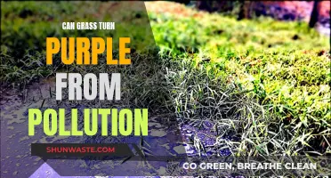 Grass Turning Purple: Pollution's Impact on Nature