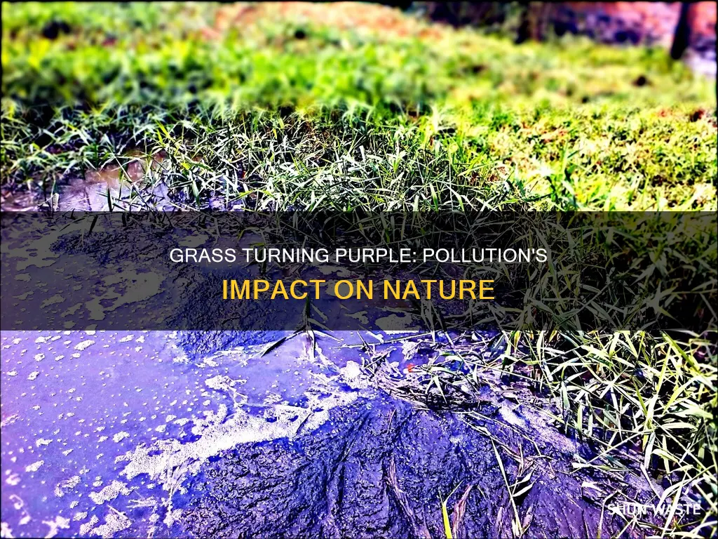 can grass turn purple from pollution