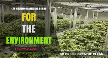 Marijuana Cultivation's Environmental Impact: Sustainable or Harmful Practice?