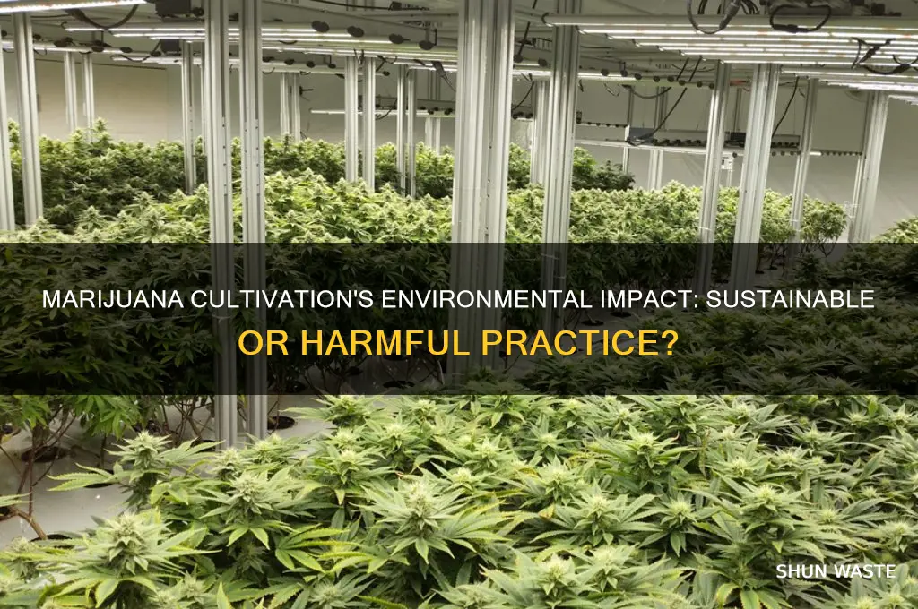 can growing marijuana be bad for the environment