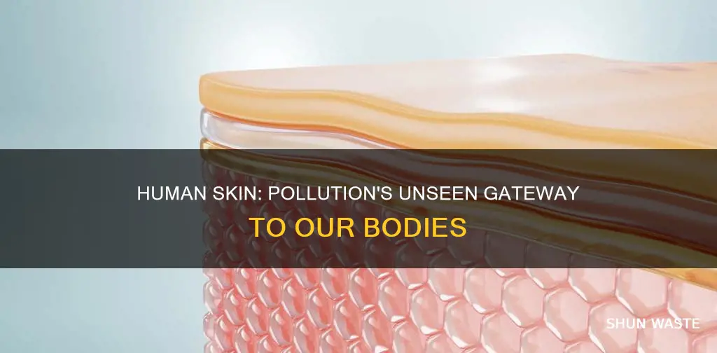 can humans absorb pollution through their skin