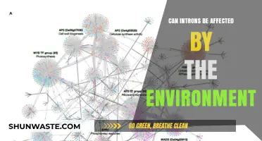 Environmental Influences on Introns: Unraveling Gene Regulation Dynamics