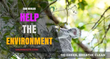 Koalas' Role in Ecosystem Health and Environmental Conservation Explained