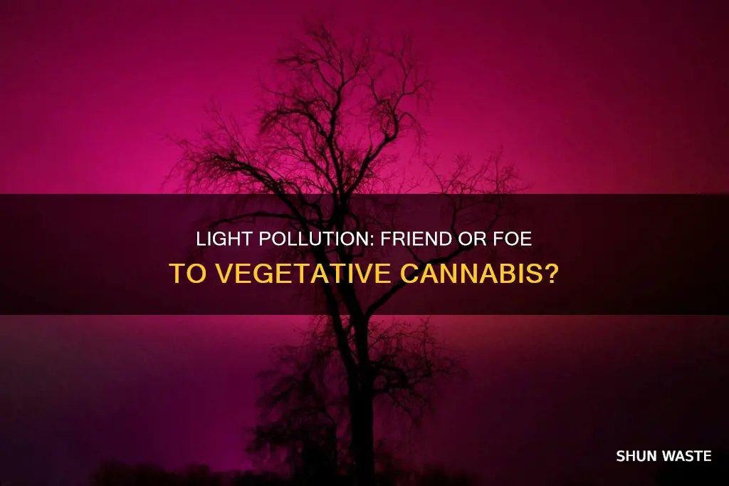 can light pollution hurt cannabis during vegetative