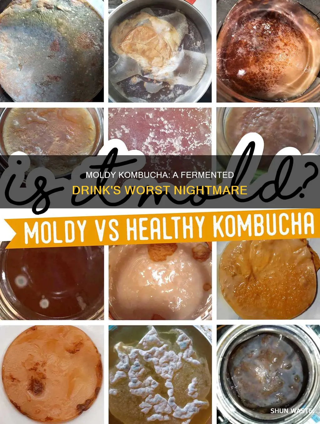 can mold pollute your kombucha