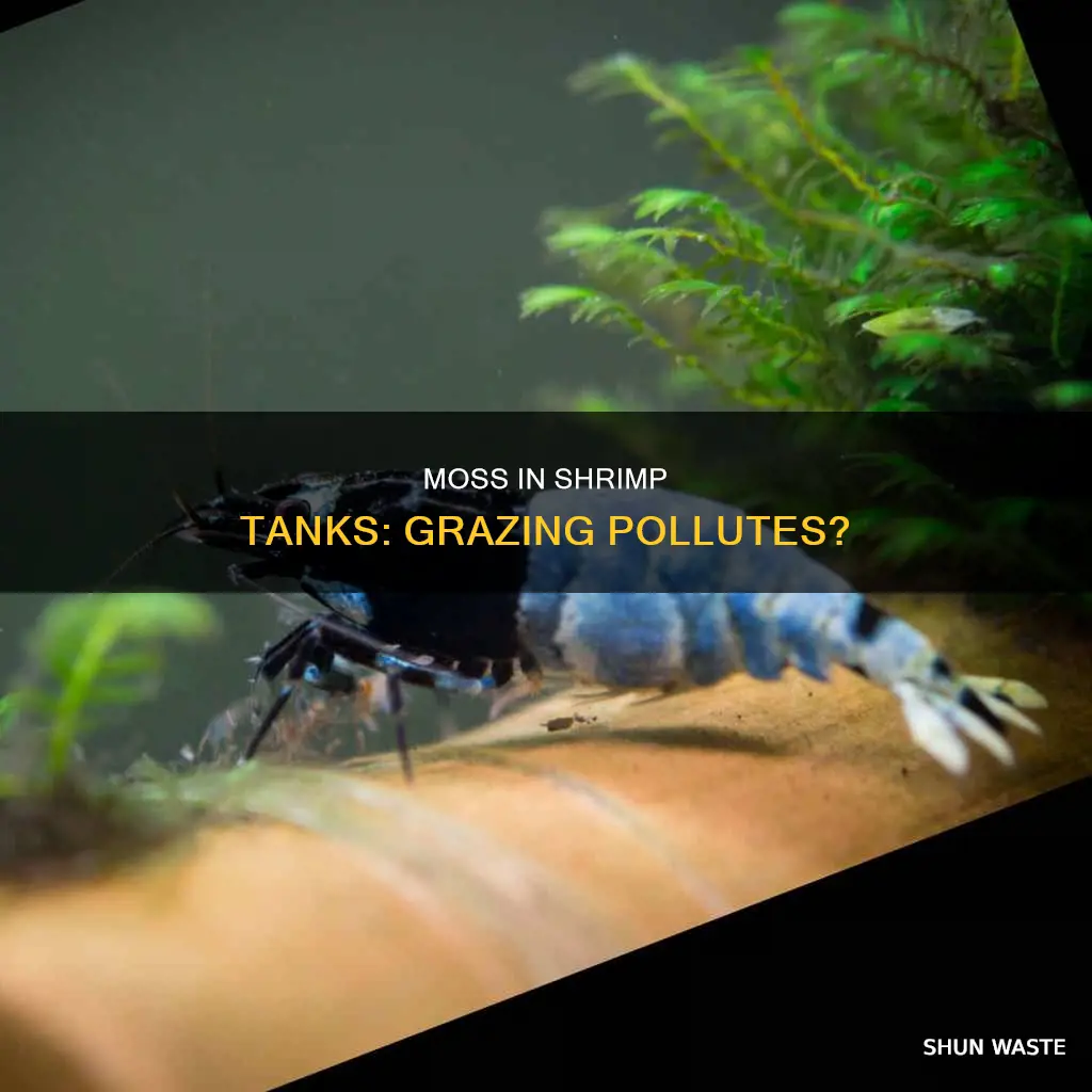 can mosura graze pollute shrimp tank