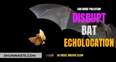 How Noise Pollution Impacts Bat Echolocation