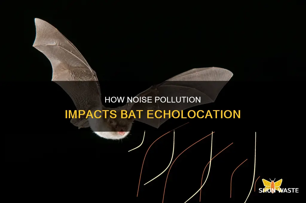 can noise pollution disrupt bat echolocation