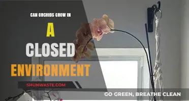 Can Orchids Thrive Indoors? Exploring Closed Environment Cultivation Tips