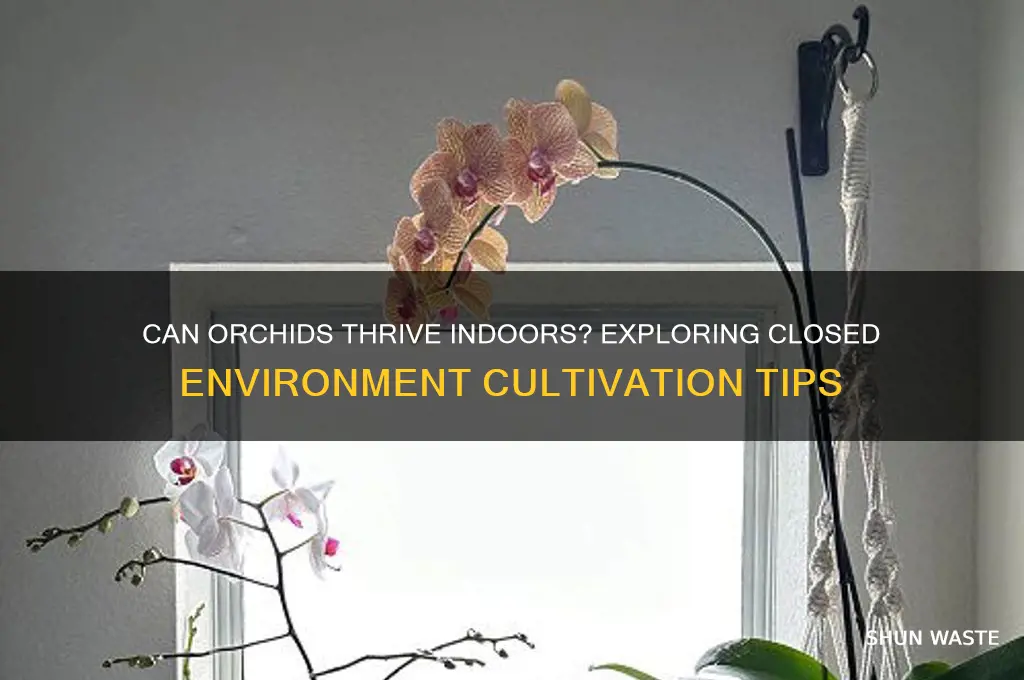 can orchids grow in a closed environment