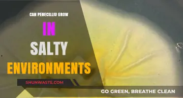 Can Penicillium Thrive in Salty Conditions? Exploring Fungal Adaptability