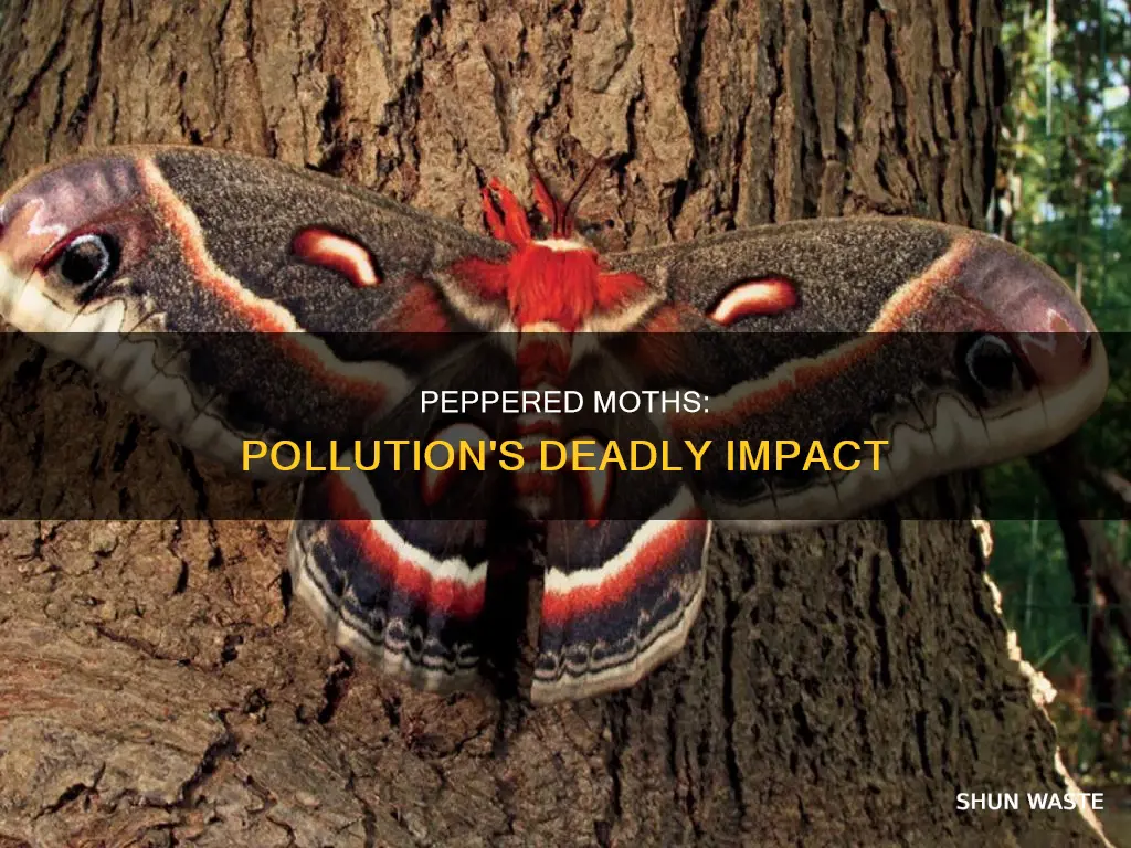 can peppered moths die from pollution