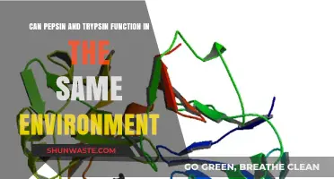 Pepsin and Trypsin: Coexisting in the Digestive Environment?
