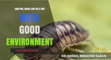 Can Pill Bugs Thrive in a Cup? Creating an Ideal Habitat