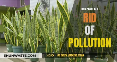 Plants: Our Allies in the Fight Against Pollution