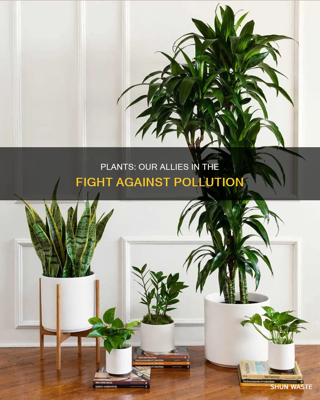 can plant get rid of pollution