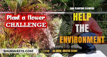 Planting Flowers: A Simple Yet Powerful Way to Heal Our Environment