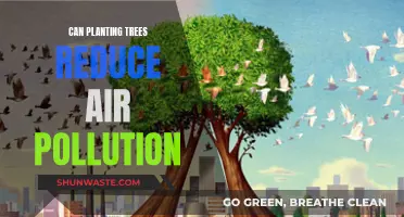 Planting Trees: Nature's Air Purifier?