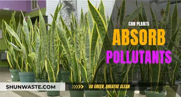 Plants: Natural Air Purifiers?