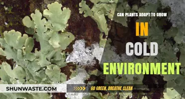 How Plants Thrive in Cold Climates: Adaptation Strategies Explained