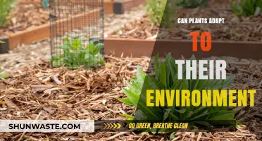 How Plants Adapt to Survive and Thrive in Changing Environments