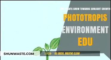 How Plants Grow Towards Sunlight: Understanding Phototropism in Nature