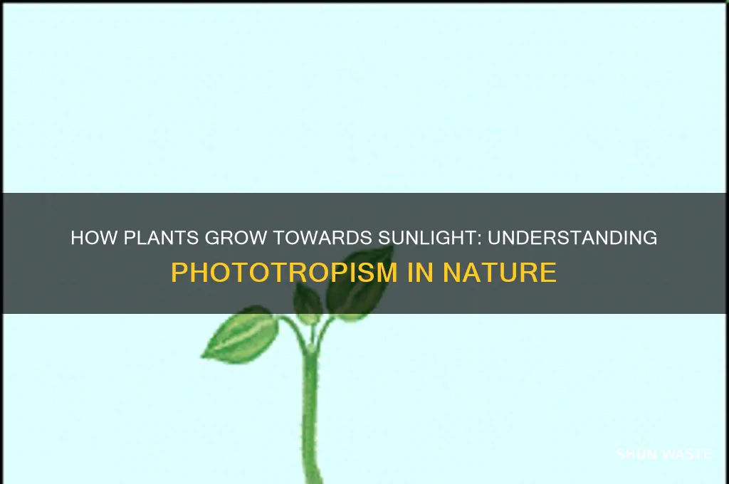 can plants grow towards sunlight growth phototropism environment edu