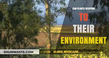 How Plants Sense and React to Environmental Changes Around Them