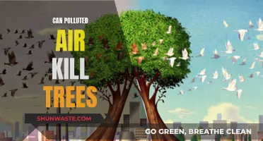 Air Pollution's Deadly Impact on Trees