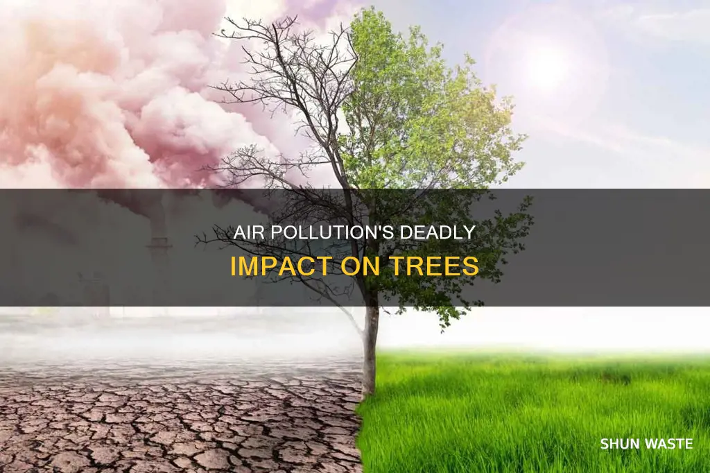 can polluted air kill trees