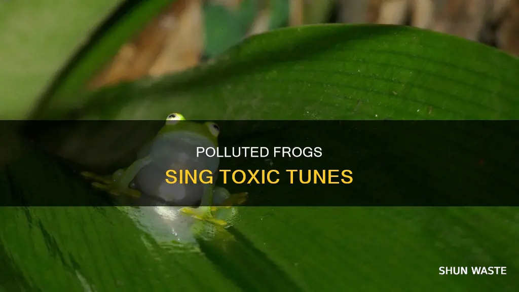 can polluted frogs sing songs