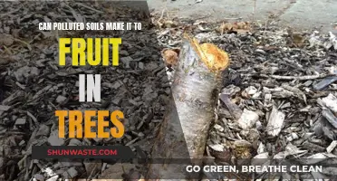 Soil Pollution: Fruit from Trees at Risk?