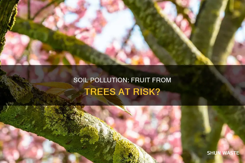 can polluted soils make it to fruit in trees