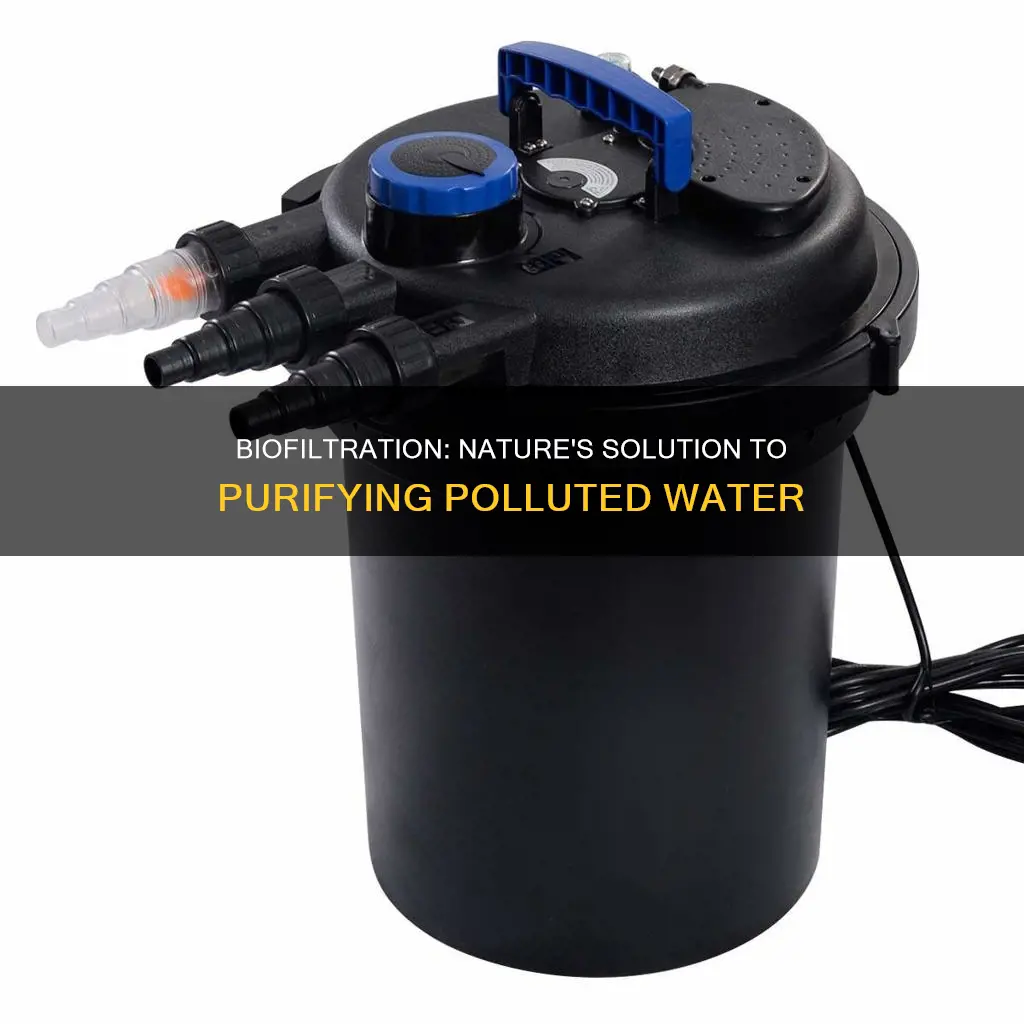 can polluted water get clean by bio filter