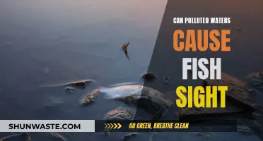 How Polluted Waters Affect Fish Vision