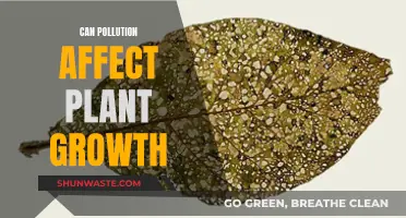 How Pollution Impacts Plant Growth and Development