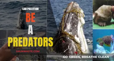 How Pollution Turns into a Deadly Predator