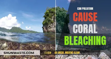 Pollution's Impact: Coral Bleaching Explained