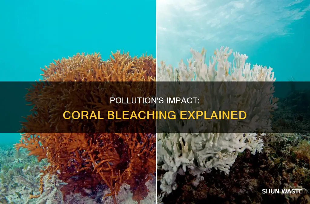 can pollution cause coral bleaching